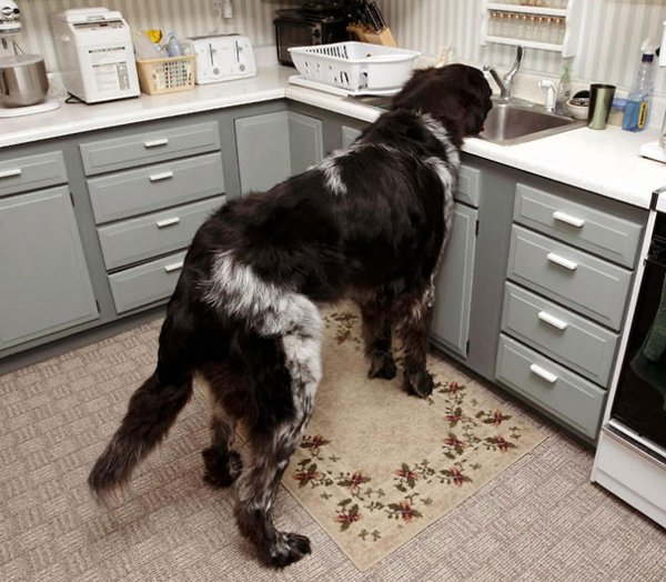 Giant Dogs (30 pics)