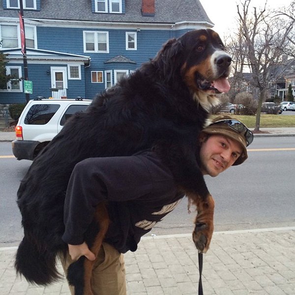 Giant Dogs (30 pics)