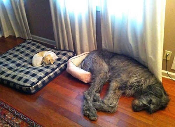 Giant Dogs (30 pics)