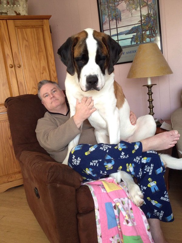Giant Dogs (30 pics)