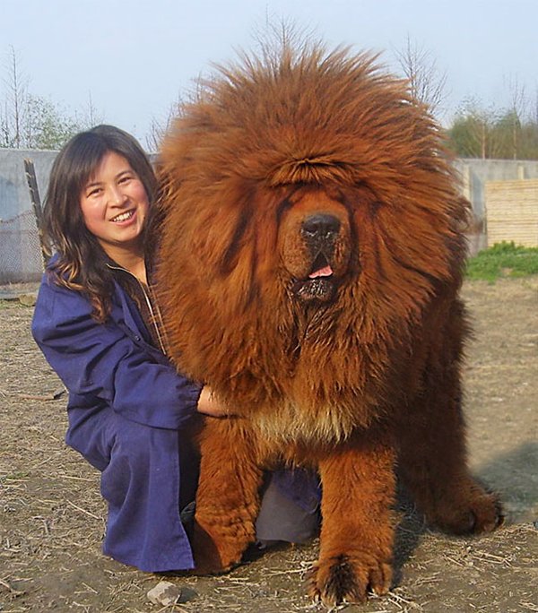Giant Dogs (30 pics)