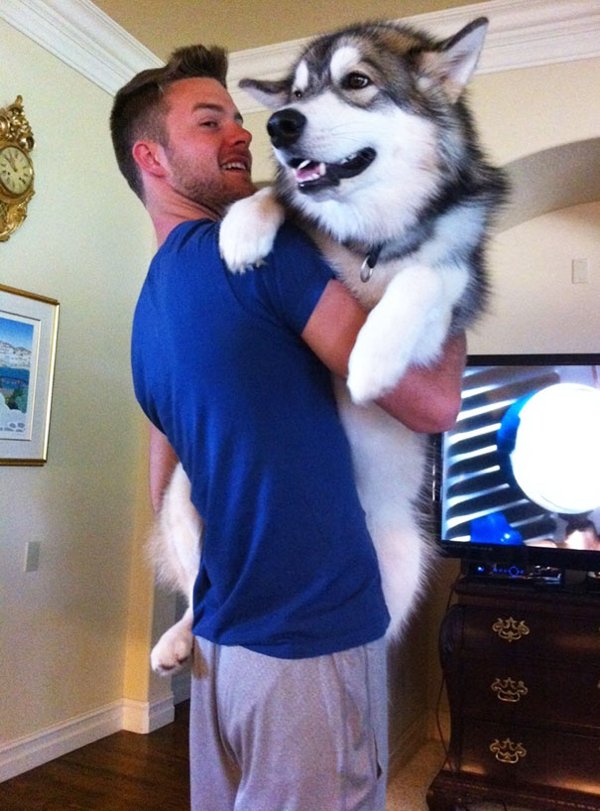 Giant Dogs (30 pics)