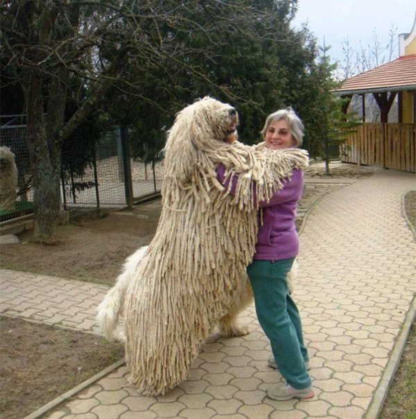 Giant Dogs (30 pics)