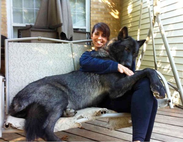 Giant Dogs (30 pics)