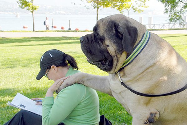 Giant Dogs (30 pics)