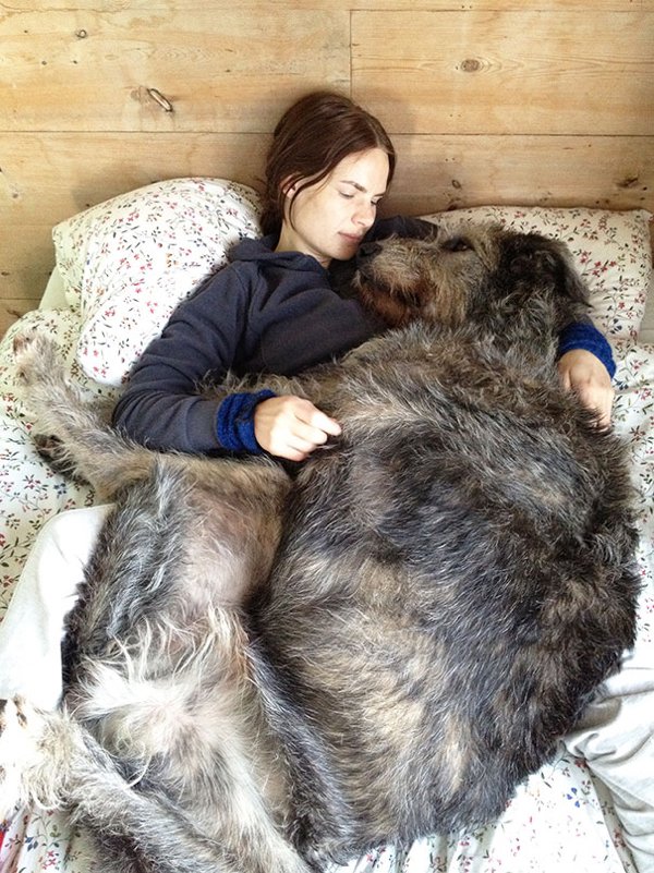 Giant Dogs (30 pics)