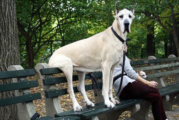 Giant Dogs (30 pics)