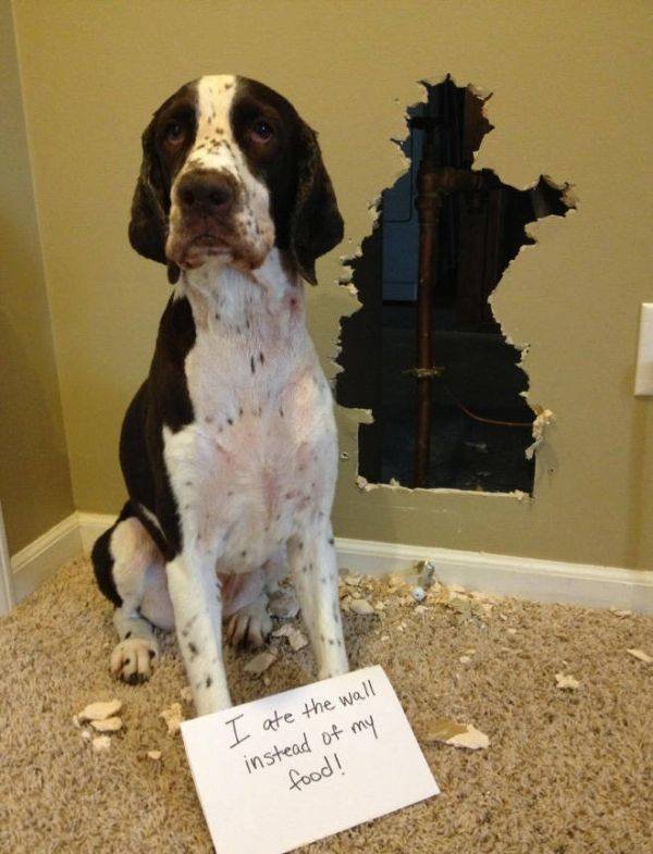 Funny Animals (45 pics)