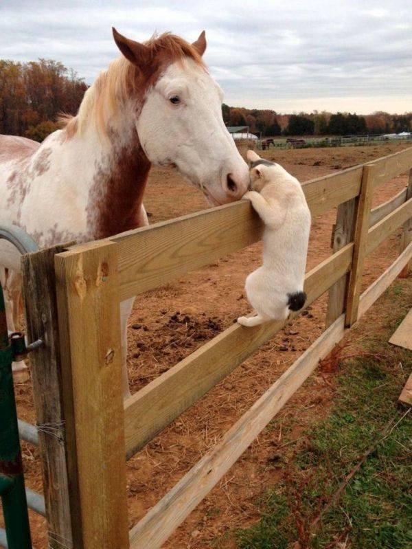 Funny Animals (45 pics)