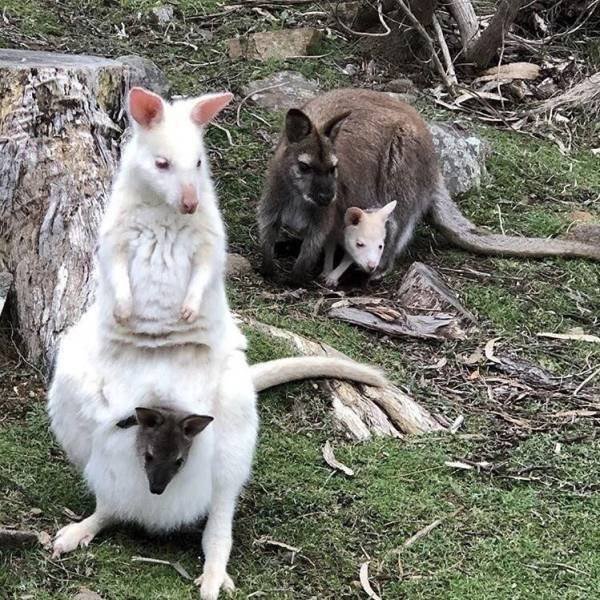 Funny Animals (45 pics)