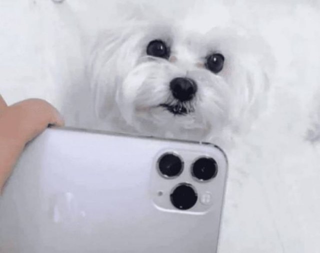 Funny Animals (45 pics)