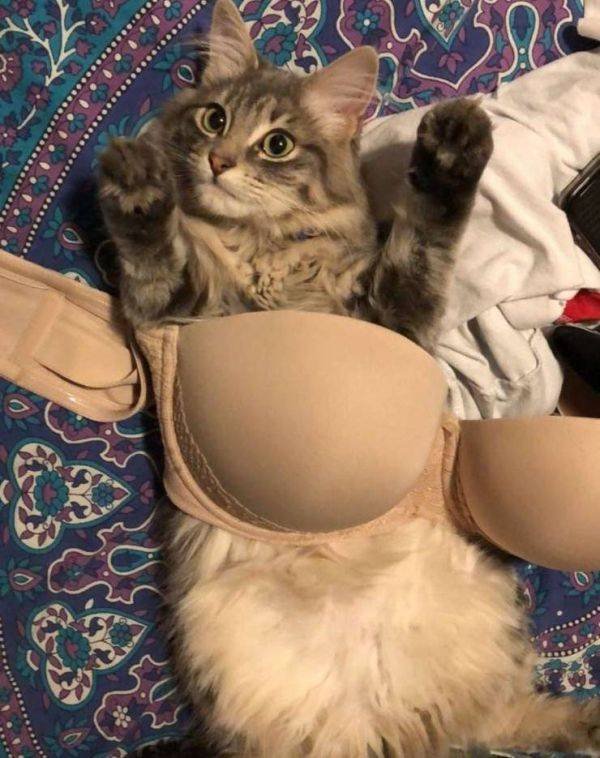 Funny Animals (45 pics)