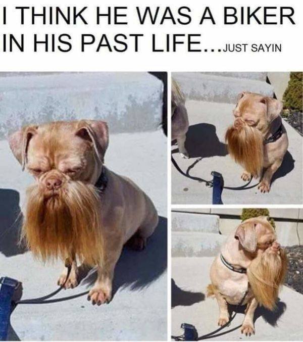 Funny Animals (45 pics)