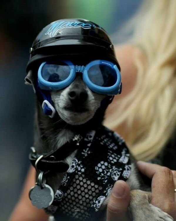 Cute Dogs (28 pics)