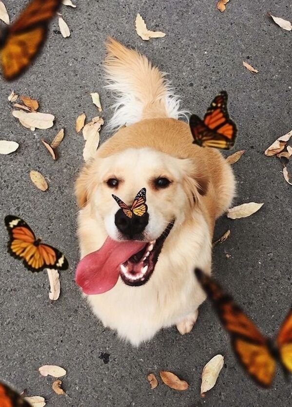 Cute Dogs (28 pics)