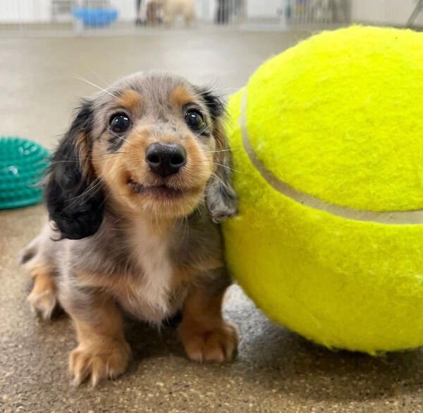Cute Dogs (28 pics)