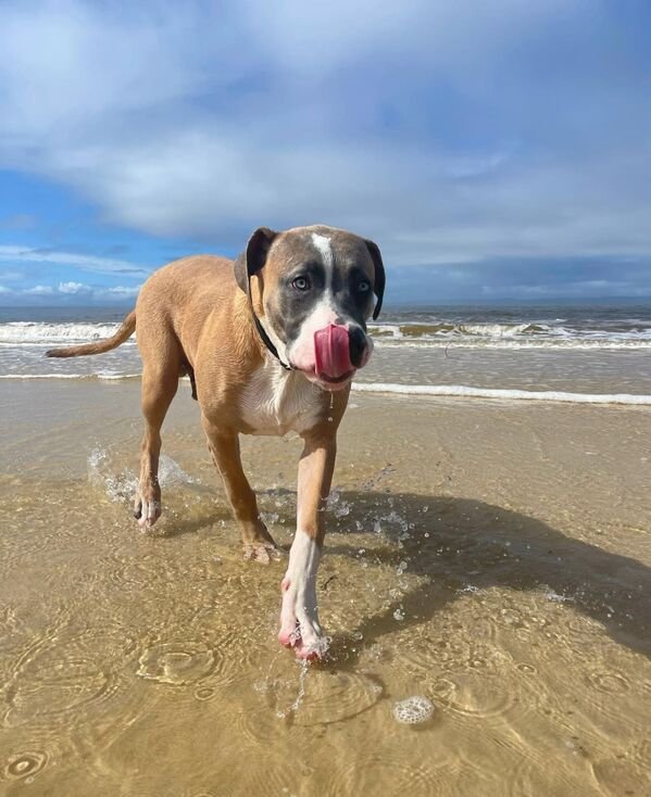 Cute Dogs (28 pics)