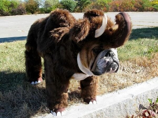 Cute Dogs (28 pics)