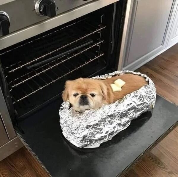 Cute Dogs (28 pics)