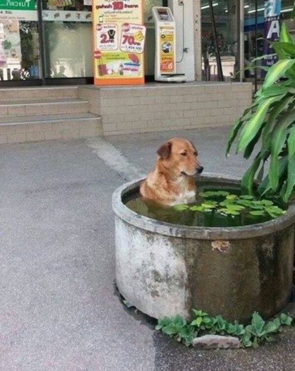 Cute Dogs (28 pics)