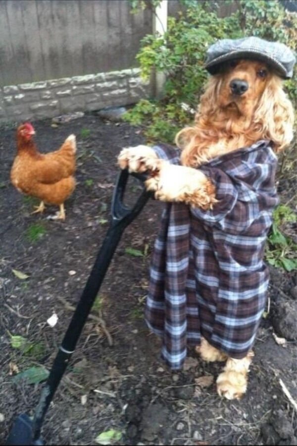 Cute Dogs (28 pics)