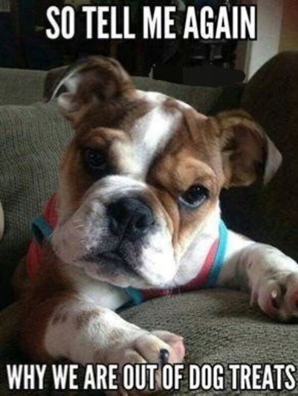 Cute Dogs (28 pics)