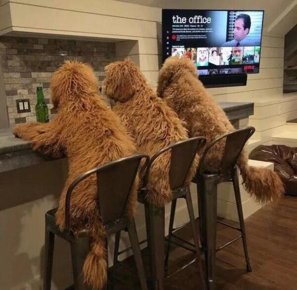 Cute Dogs (28 pics)