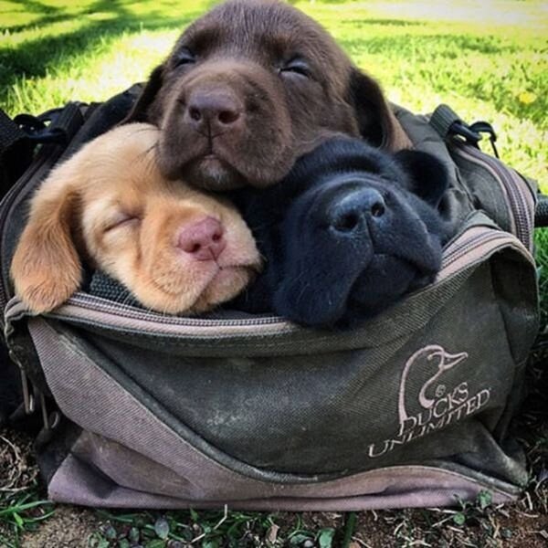 Cute Dogs (28 pics)