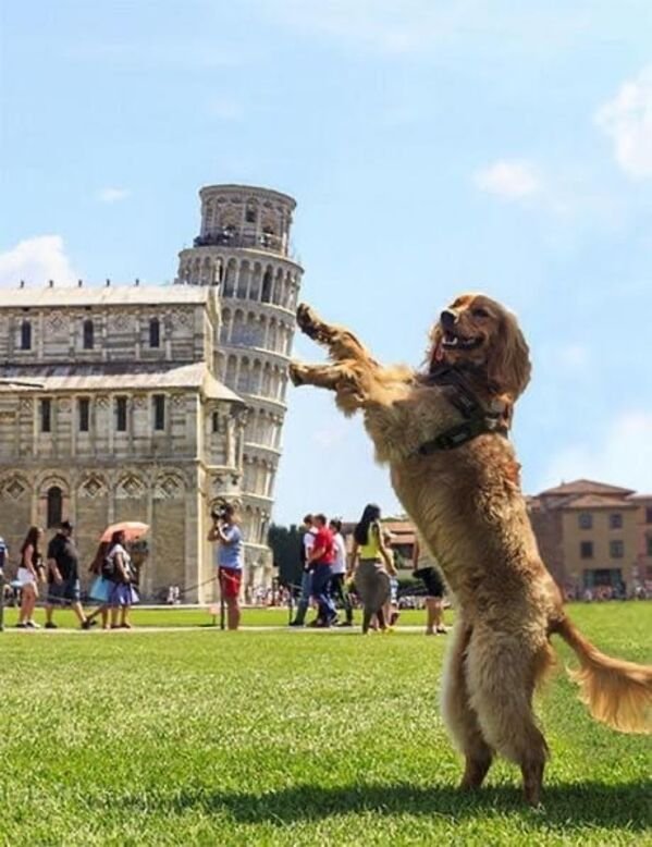 Cute Dogs (28 pics)