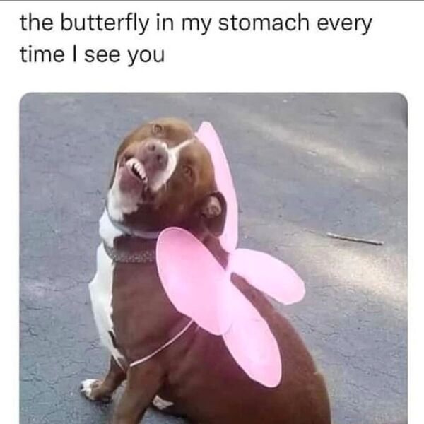 Cute Dogs (28 pics)
