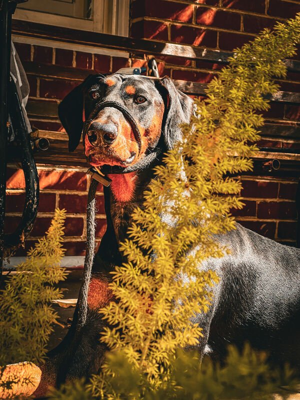 Cute Dogs (28 pics)