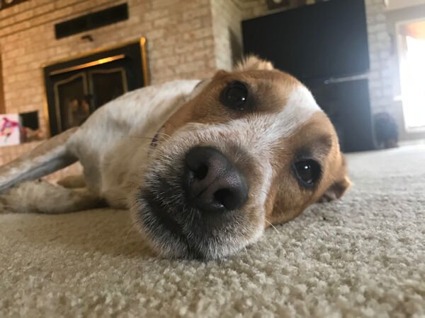 Cute Dogs (28 pics)