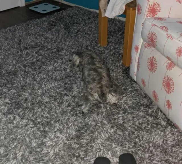 Unexpected Camouflage (24 pics)