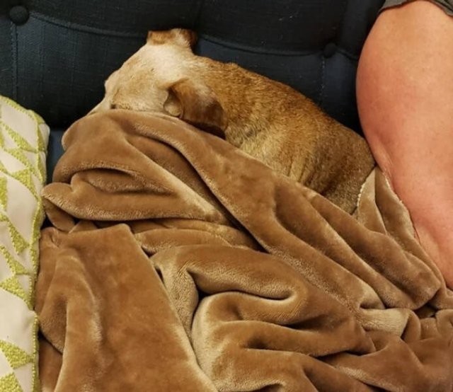Unexpected Camouflage (24 pics)