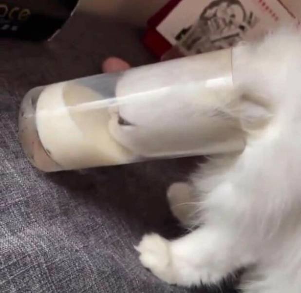 Funny Animals (47 pics)