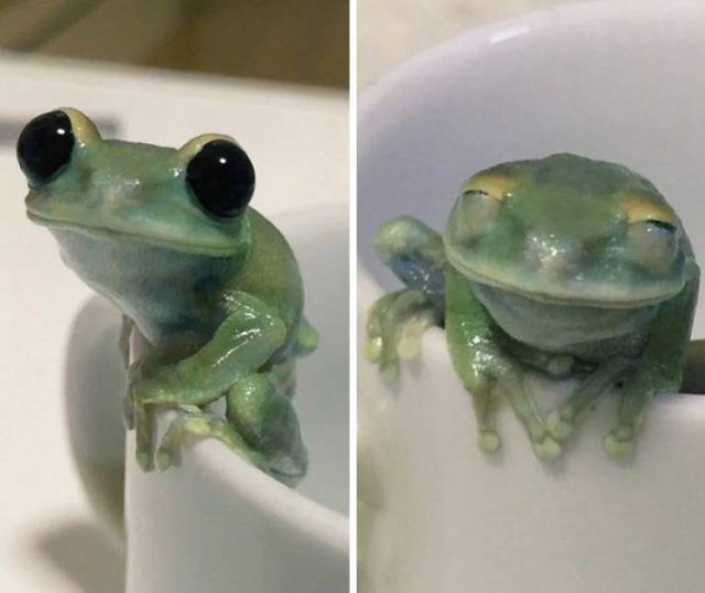 Funny Animals (47 pics)