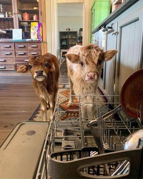 Funny Animals (47 pics)