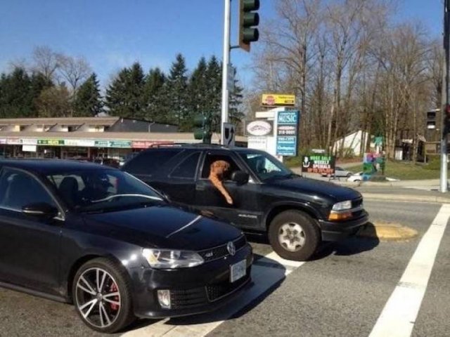 Funny Animals (47 pics)