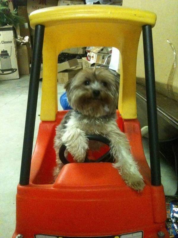 Funny Animals (47 pics)