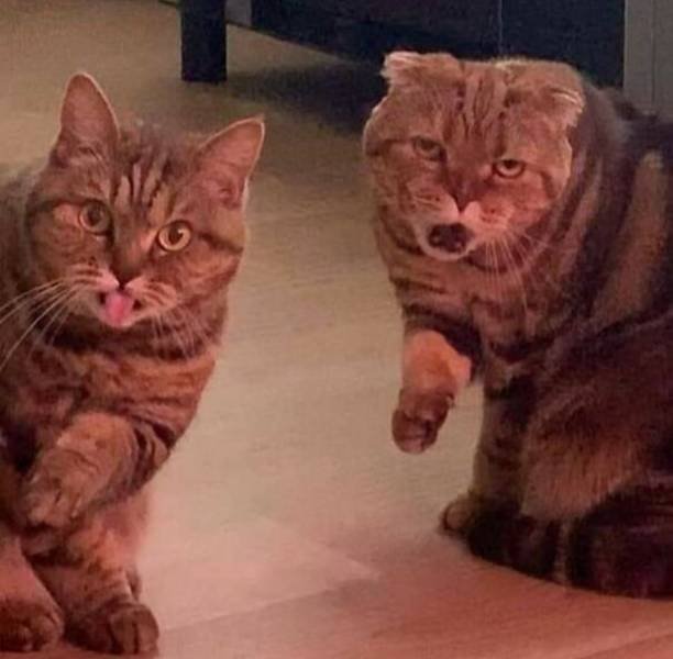 Funny Animals (47 pics)