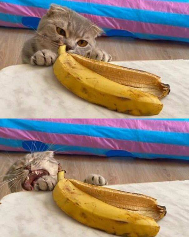 Funny Animals (47 pics)
