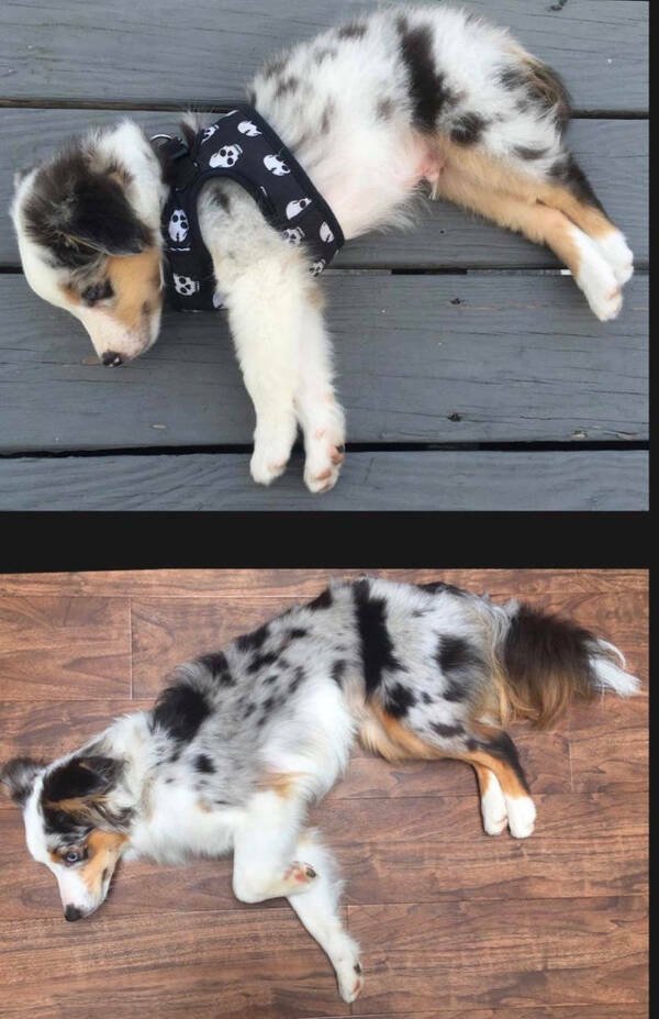 From Puppies To Dogs (34 pics)
