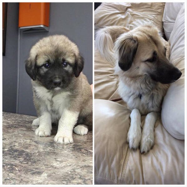 From Puppies To Dogs (34 pics)