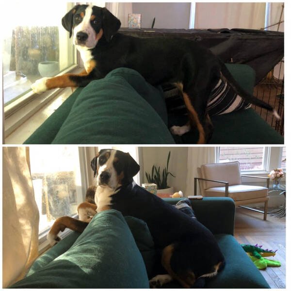 From Puppies To Dogs (34 pics)