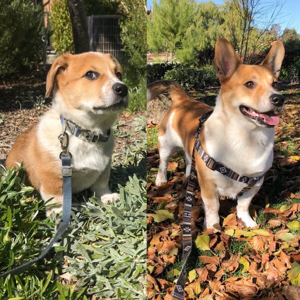 From Puppies To Dogs (34 pics)