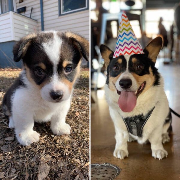 From Puppies To Dogs (34 pics)
