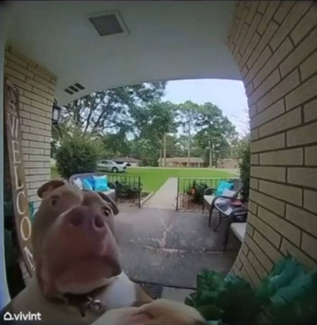 Funny Dogs (46 pics)