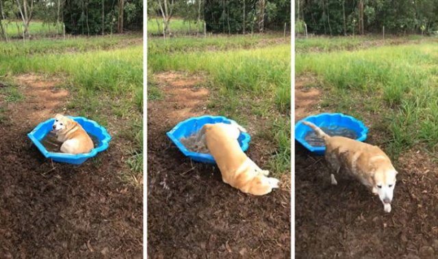 Funny Dogs (46 pics)