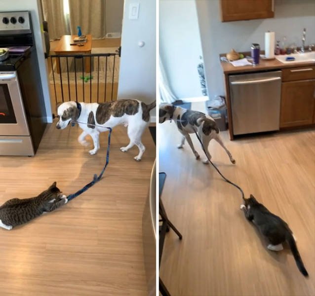Funny Dogs (46 pics)