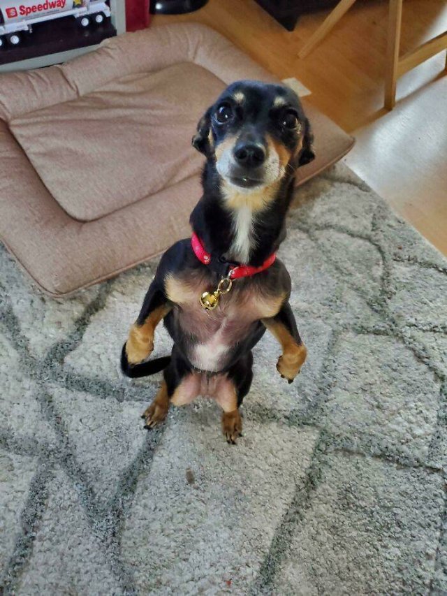 Funny Dogs (46 pics)
